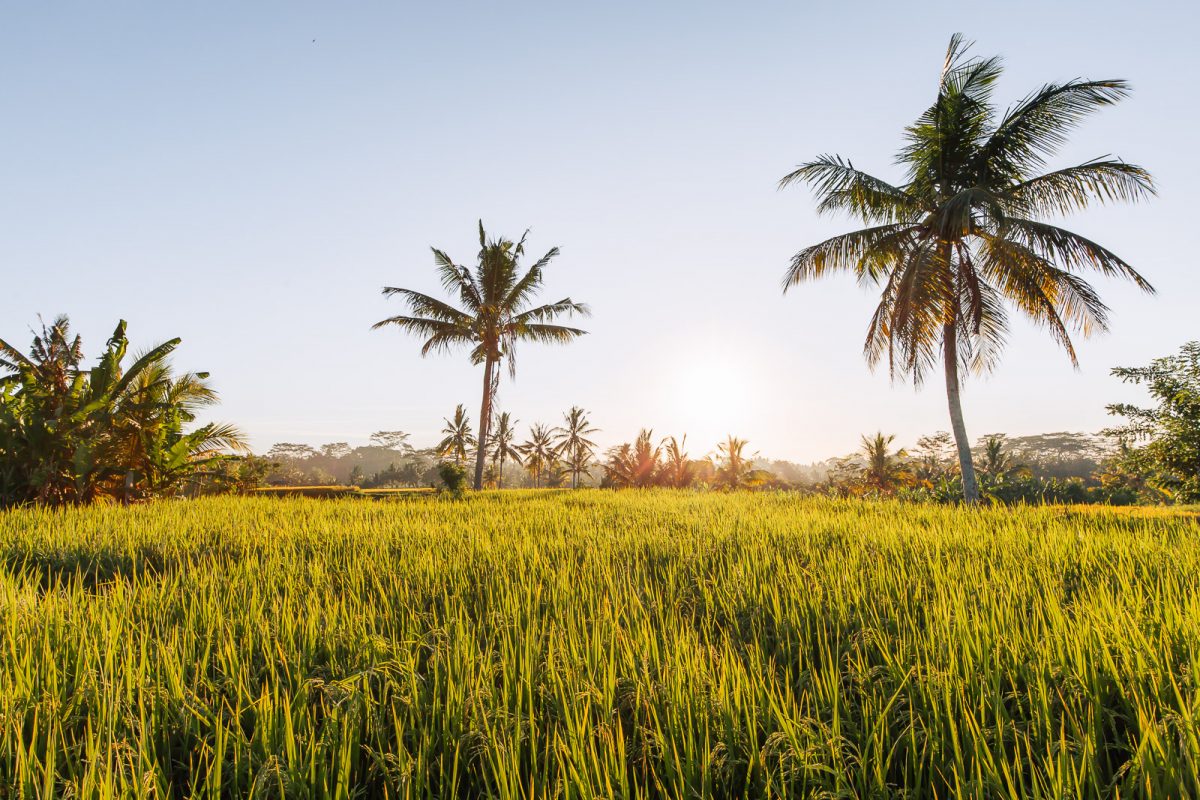 Rice Fields Walk - Penestanan 1